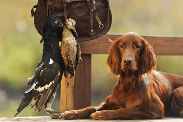 Jagdgebrauchshundverein Mittelhessen e. V.